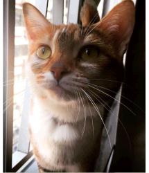 Delilah 
