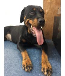 Cindy(in foster)
