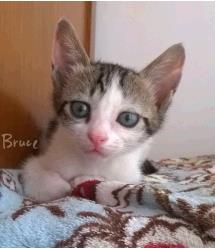 Bruce