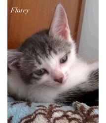 Florey