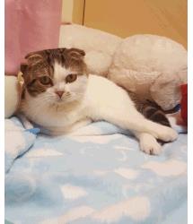 Oscar