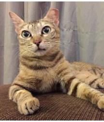 Ella