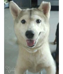 Nyla