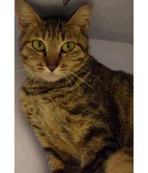 Guinevere