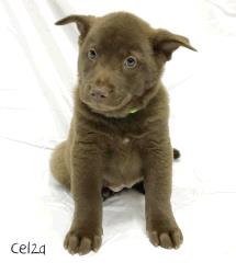 Celza