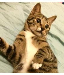 Ollie