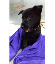 Collette