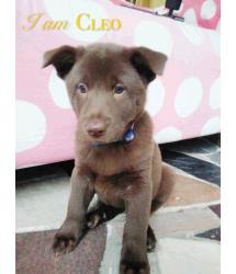 Cleo