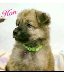 Kon