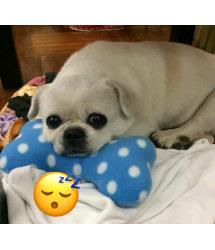 Bax