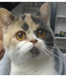 Duchess