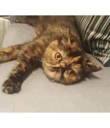 Fifi