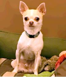 Yoda