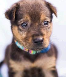 Gumbo