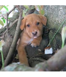 Huckleberry