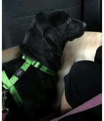 Lucille