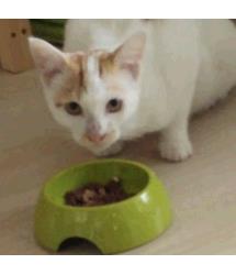 Mochi