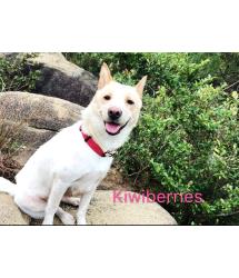 Kiwiberries