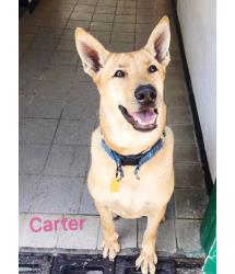 Carter