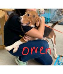 Owen