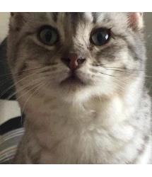 Olivetta 