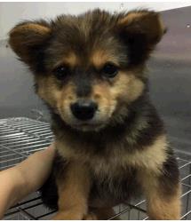 Pip