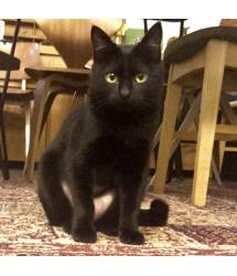 Onyx 