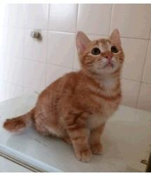 Nacho