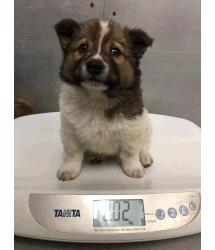 Tuna