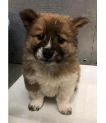 Tyson
