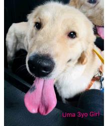 Uma