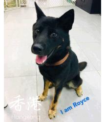 Royce