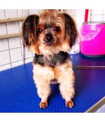 Yorkie