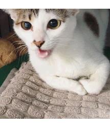 Heidi