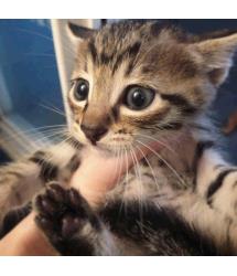 Whiskers