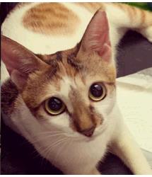 Xochi 
