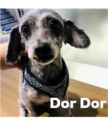 Dor Dor