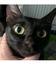 Dulcie