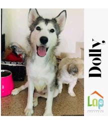 DOLLY
