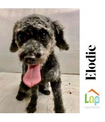 Elodie