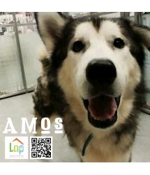 Amos
