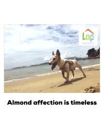 ALMOND