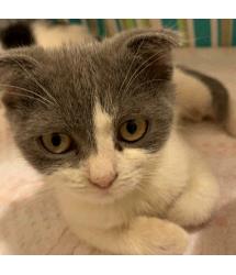 Grizabella