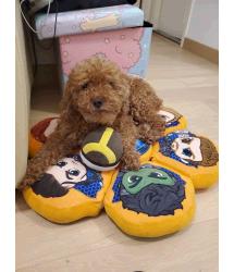 Kuma