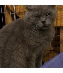 Merlin