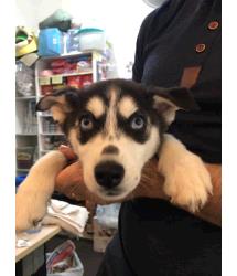 Nova