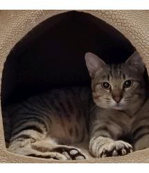 Ringo