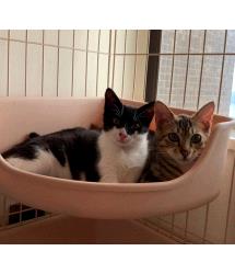 Pip & Rip 