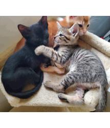 Salem, Saltine & Taipo