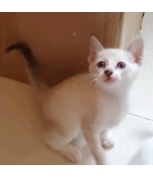 Sammy